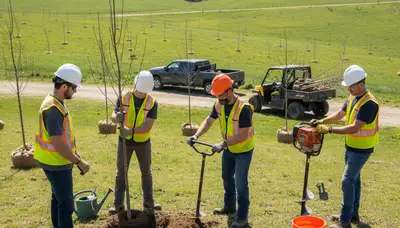 Tree service crew planting a young tree in Redmond, WA for a residential property