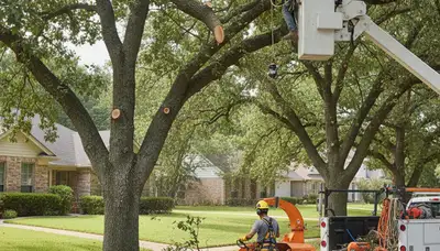 Tree pruning service in Redmond, WA for healthier trees and a cleaner canopy shape