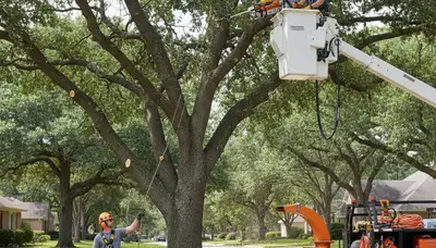 Tree pruning service in Redmond, WA for safer, healthier, neatly shaped trees