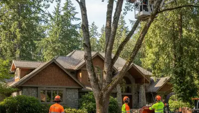 Tree service crew in Redmond, WA providing professional tree removal and trimming for local properties