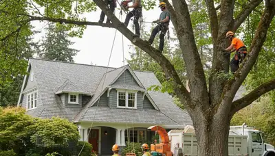 Tree service team in Redmond, WA providing tree removal and trimming for local properties