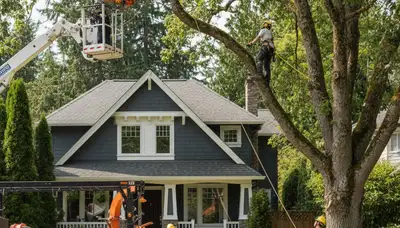 Redmond, WA tree service crew removing a tree for safe residential property maintenance