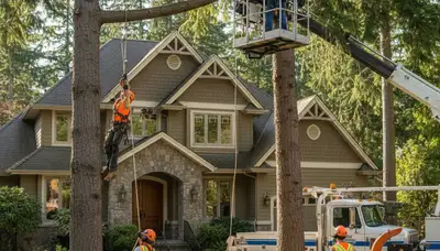 Tree service crew in Redmond, WA providing professional tree removal and trimming services