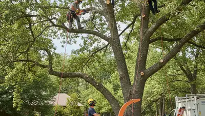 Redmond, WA tree trimming crew pruning a tree for safe, healthy local arbor care